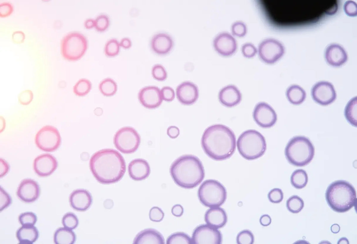 Prise de vue de cellules humaines au microscope dans le contexte de la FIV