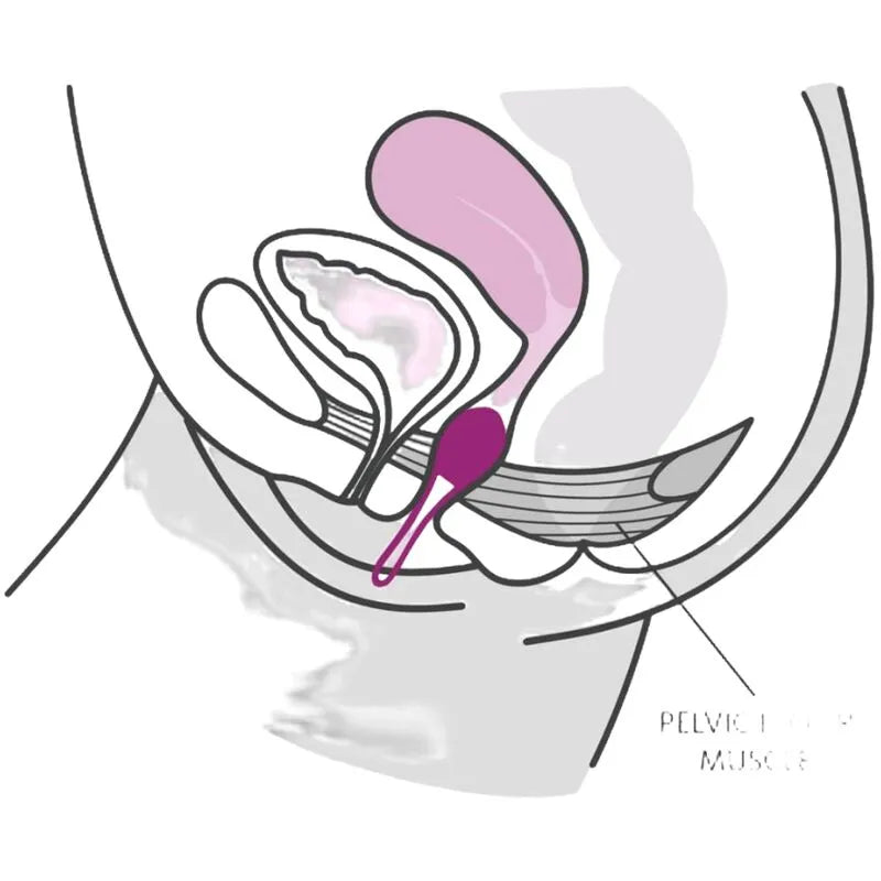 Boule de Geisha rose en silicone ergonomique pour exercices Kegel, vue anatomique du plancher pelvien féminin.